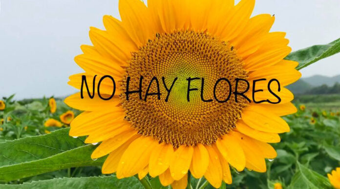 Cerrada temporalmente la finca de girasoles de Guánica - Voces del Sur